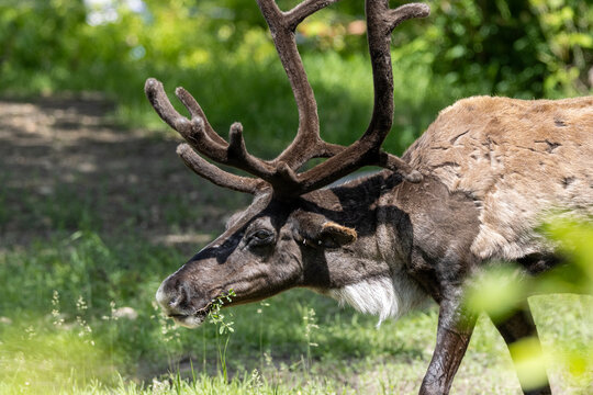close up caribou head and antlers
