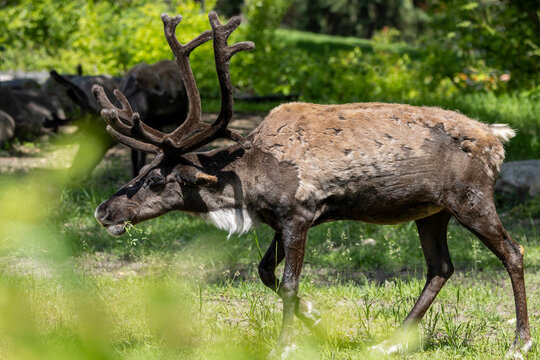 side profile caribou with antlers