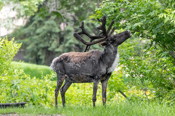 caribou reaching up to eat off tree side profile © Amy