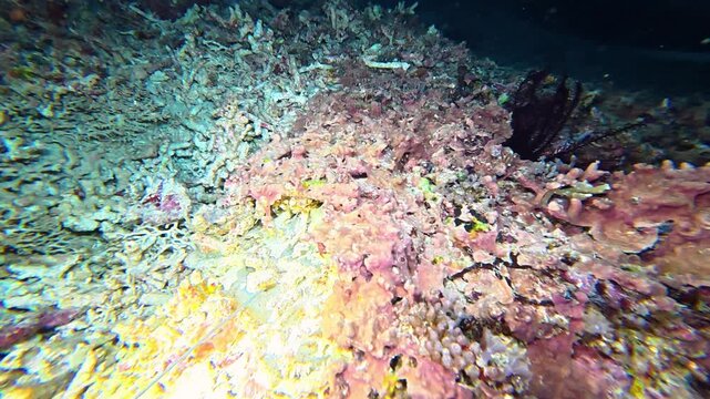 Night dive at Gili Trawangan, Bali, with instructor pointing out encrusting sponge and coral. Vibrant nocturnal marine life and colorful reef textures illuminated by torchlight.