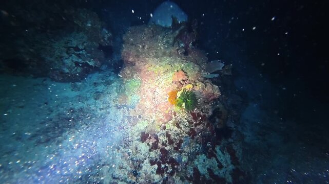 Night diving at Gili Trawangan island, Bali, uncovers feather stars and encrusting sponges on the reef. Magical marine life, coral diversity, and mysterious beauty in the dark ocean depths.