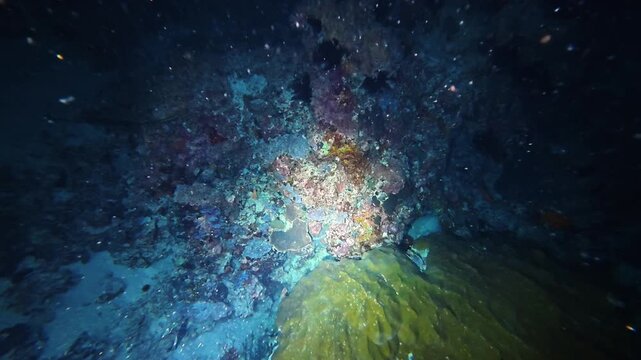 Night dive at Gili Trawangan, Bali, reveals encrusting sponge, hard coral, and