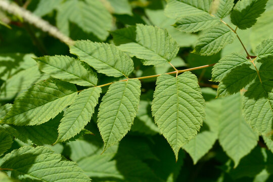A close up shot of vibrant green divided foliage of a goatsbeard perennial plant under bright sunlight - latin name - Aruncus dioicus