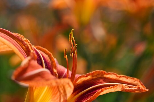 orange lily close-up with beautiful fragile petals and soft blurred green background. beauty in nature concept. on other name fire lily. scientific name Lilium bulbiferum. garden scene. Hemerocallis.