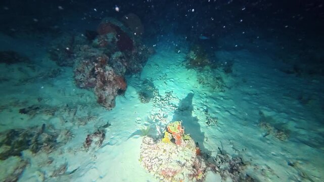 Sea urchin, sponges, and hard coral on sandy reef illuminated by torchlight during a night dive. The quiet ocean floor reveals hidden colors and textures in the darkness.