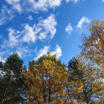 Low angle view of golden autumn trees against a bright blue sky with white clouds