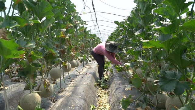 Fresh melon fruit slicing hand agriculture harvesting market kitchen food ingredient k food 신선 멜론 과일 손질 손 농업 수확 재배 농가 한국 음식 식재료 디저트 메론 마켓 주방 요리 과육