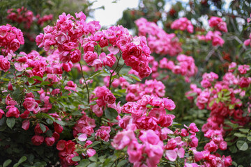 Obraz premium Beautiful climbing rose hybrid shrub covered with clusters of small bright pink blossoms, blooming abundantly in a spring garden and creating a romantic, delicate, and colorful display that attracts p
