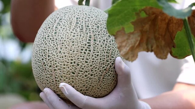 Fresh melon fruit slicing hand agriculture harvesting market kitchen food ingredient k food 신선 멜론 과일 손질 손 농업 수확 재배 농가 한국 음식 식재료 디저트 메론 마켓 주방 요리 과육