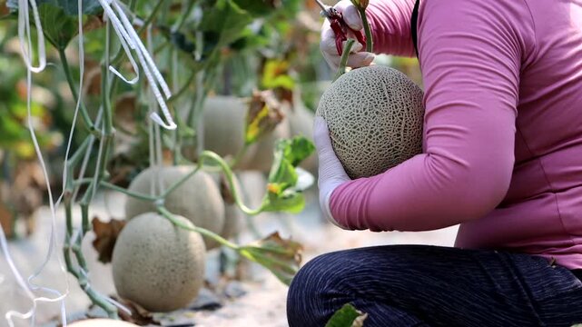 Fresh melon fruit slicing hand agriculture harvesting market kitchen food ingredient k food 신선 멜론 과일 손질 손 농업 수확 재배 농가 한국 음식 식재료 디저트 메론 마켓 주방 요리 과육