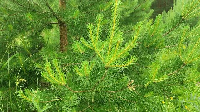 Young pine tree with green needle branch in forest. Conifer plant growing in woodland area. Nature landscape with evergreen foliage for outdoor ecology concept.