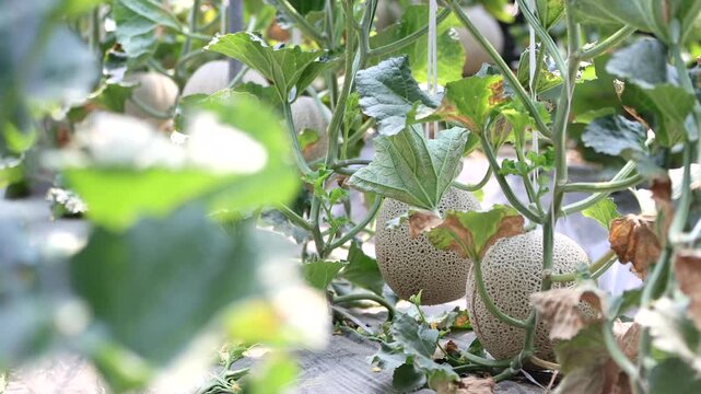 Fresh melon fruit slicing hand agriculture harvesting market kitchen food ingredient k food 신선 멜론 과일 손질 손 농업 수확 재배 농가 한국 음식 식재료 디저트 메론 마켓 주방 요리 과육