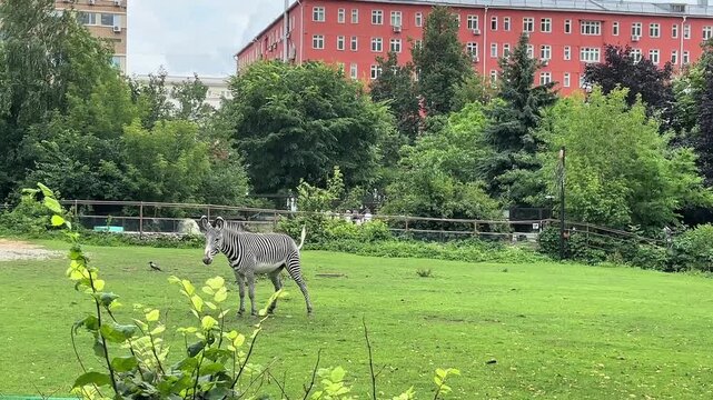 Plains zebra (Equus quagga) standing on a green meadow inside a spacious zoo enclosure with trees and urban buildings in the background.