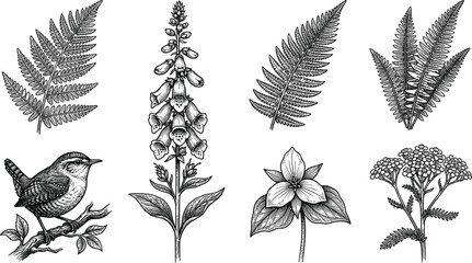 Set of vintage botanical and bird illustrations featuring wildflowers ferns and a small bird © MDJAHID