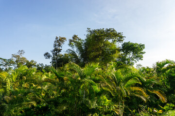 Fototapeta premium Low angle view of green palm leaves against a clear blue sky.