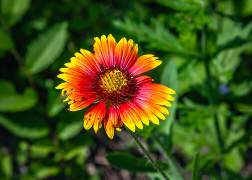 Firewheel flower at Cullinan Park in Sugar Land, Texas