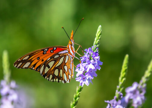 Gulf Fritillary on Texas Vervain at Cullinan Park in Sugar Land, Texas