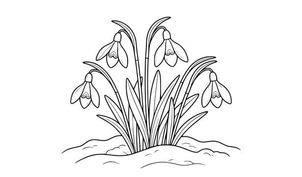 Elegant Snowdrop Flower Bouquet Coloring Page Vector with Spring Bloom and Snow