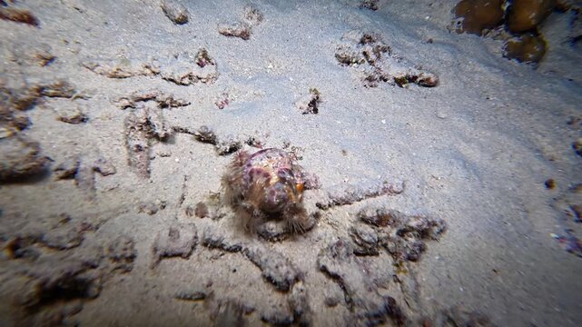 A hermit crab crawls across the sandy ocean floor at night, illuminated by a diver&rsquo;s flashlight. The curious crustacean explores its habitat during a tranquil night dive.