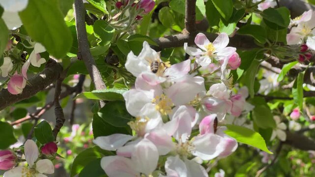 Apple tree covered in blossoms with bees actively pollinating in natural spring environment. High quality 4k footage