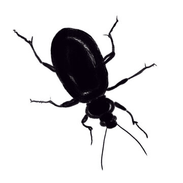 Escarabajo de color negro con efecto tiza. Ilustraci&oacute;n aislada sin fondo. Dibujo de silueta de escarabajo negro. Insecto 
