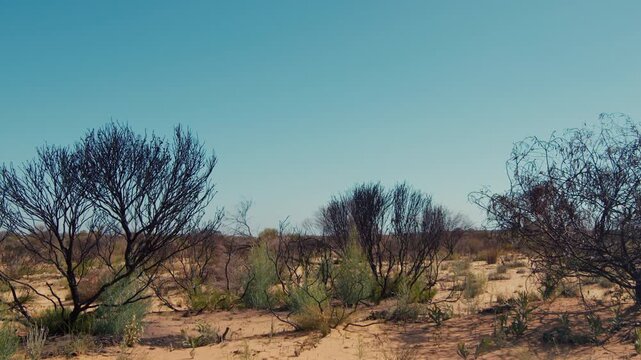 Scattered dry trees and shrubs show signs of drought across the sandy desert landscape with a clear blue sky above.
