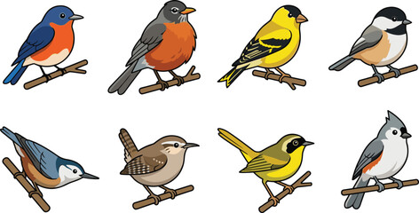 Colorful Songbird Collection Featuring Bluebird, Robin, Goldfinch, Chickadee, Nuthatch, Wren, Warbler, and Titmouse Perched on Branches for Nature and Wildlife Design Concepts © Sheikh