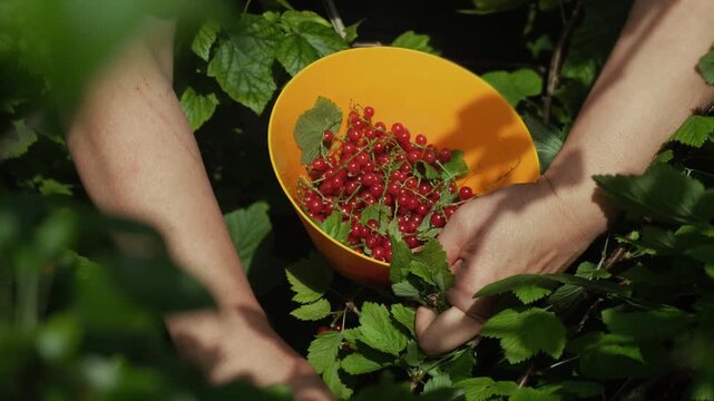 Summer vibes, red currants harvest. Female hands picking fresh red currants.