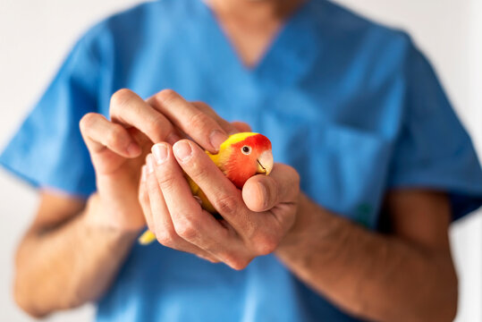 A veterinarian in a blue uniform holds a yellow and red parrot in his hands in a veterinary clinic on a white wall background