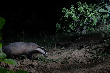 European badger (Meles meles) walking at night under fig trees (Ficus carica) in the wild, Abruzzo, Italy. © vinx83