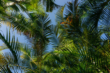 Fototapeta premium Looking up through lush green tropical palm trees canopy under the blue sky.
