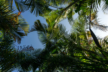 Looking up through lush green tropical palm trees canopy under the blue sky. © gunungkawi