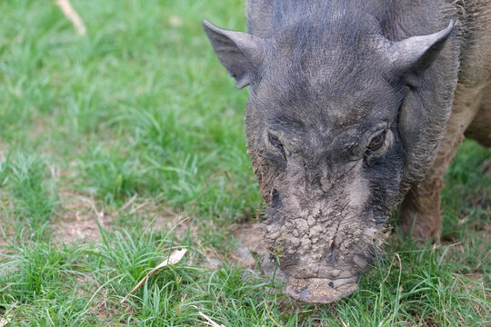 pig in the grass