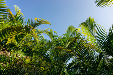 Fototapeta premium Low angle view of green palm leaves against a clear blue sky.