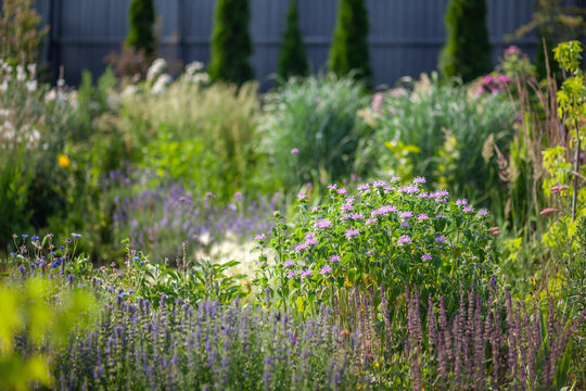 Naturalistic garden design. Bee balm blooming by salvia, hyssop, ornamental grasses. Summer landscape with perennial flowers