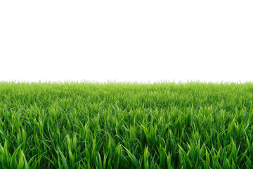 Fototapeta premium Lush green grass creating a natural ground, symbolizing spring, organic growth, and outdoor beauty with a transparent background