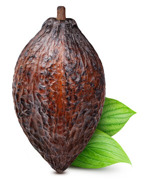 Cocoa pod with leaf isolated white background. Fresh cocoa pod and green leaf with clipping path for professional retouching. Cocoa pod ripe chocolate element