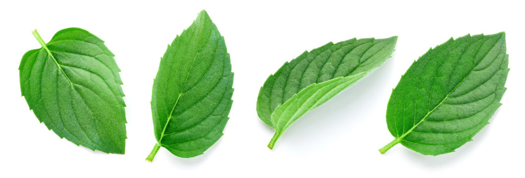 Mint leaves set isolated on white background. Green fresh mint leaf collection with clipping path