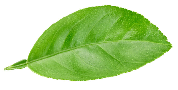 Lemon leaf isolated on white background. Green fresh lemon leaf with clipping path