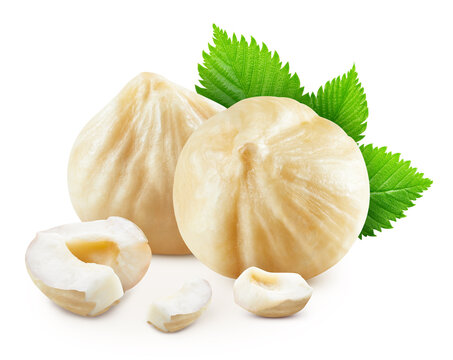 Hazelnuts. Nut filberts and kernel of hazelnut. Hazelnuts Clipping path.