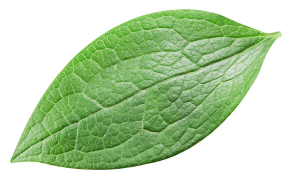 Leaf isolated on white background. Green fresh nut leaf with clipping path