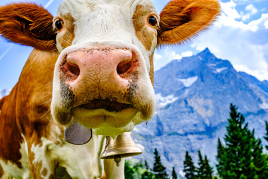 cow at the valley in austria - alpe eng