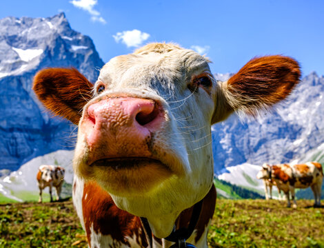 cow at the valley in austria - alpe eng