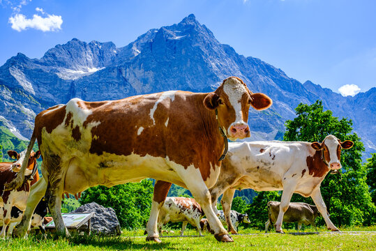 cow at the valley in austria - alpe eng