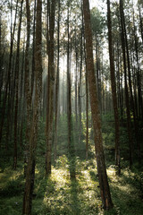 Fototapeta premium Beautiful sunbeams shining through towering pine trees in the forest.