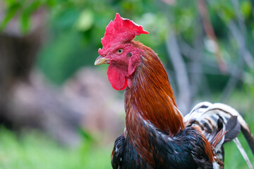 rooster in the garden © Wa