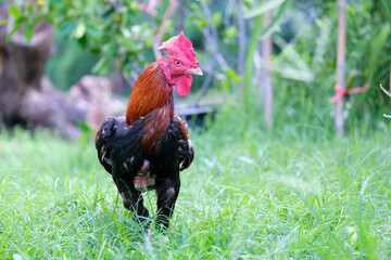 rooster in the grass © Wa