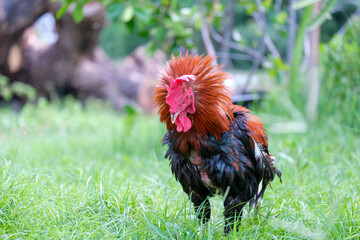 rooster in the grass © Wa