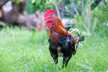 Thai rooster in the farm © Wa