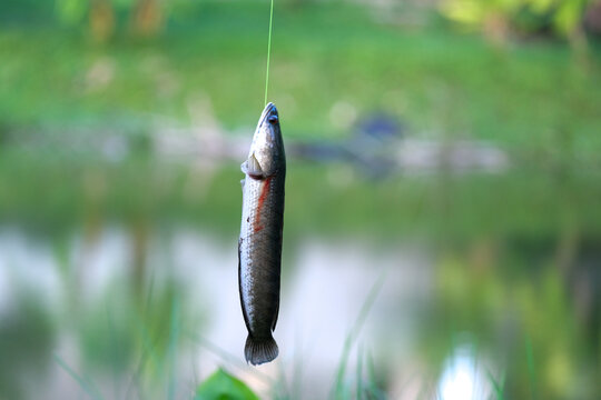 fishing bait for fishing